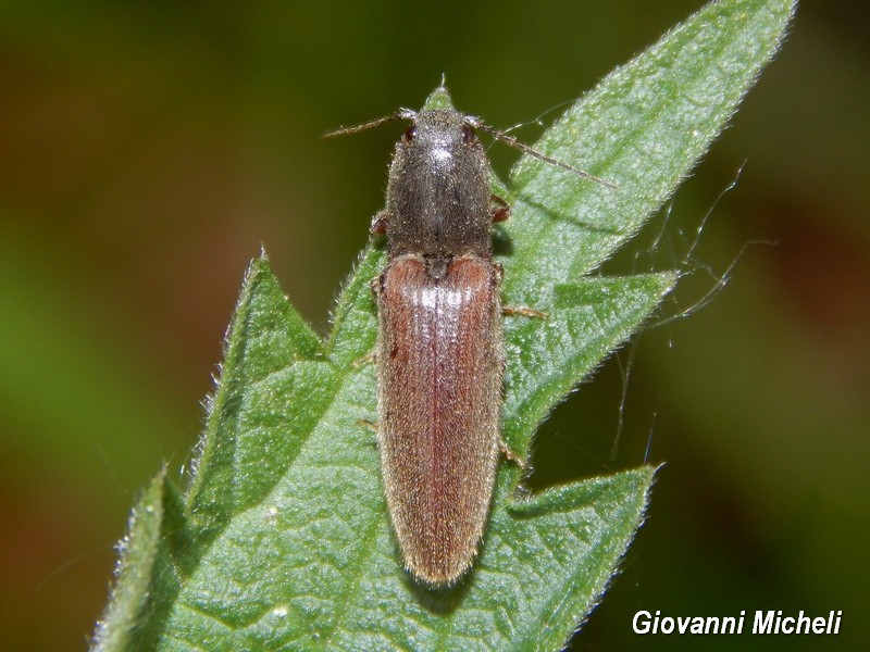 Elateridae da ID